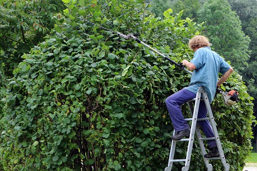 taglio siepe